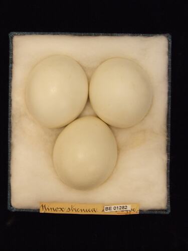 Three bird eggs with specimen labels in box.