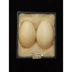 Two bird eggs with specimen labels in box.