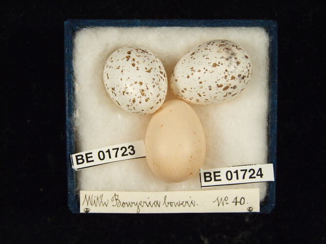 Three bird eggs with specimen labels in box.