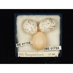 <em>Cuculus pallidus</em>