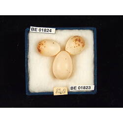 <em>Cuculus pallidus</em>