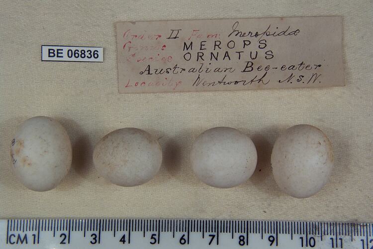 Four bird eggs with specimen labels beside ruler.