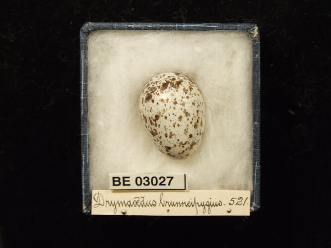 Bird egg in box with labels.