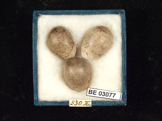 Three bird eggs in box with labels.