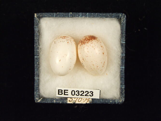 Two bird eggs in box with labels.