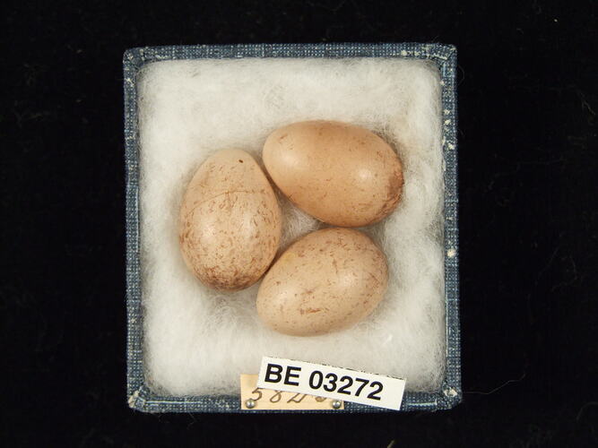 Three bird eggs in box with labels.