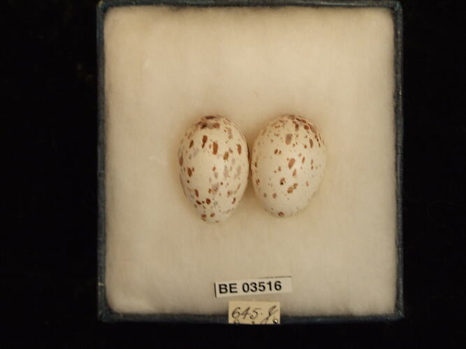 Two bird eggs in box with specimen labels.