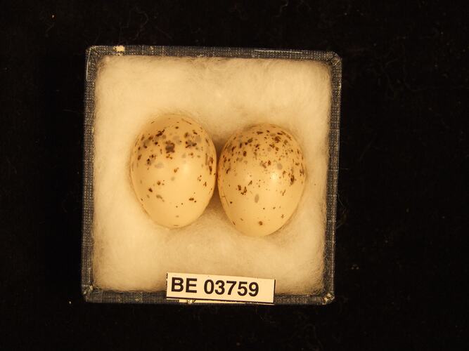 Two bird eggs in box with specimen labels.