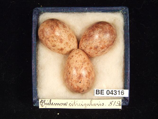 Three bird eggs in box with specimen labels.