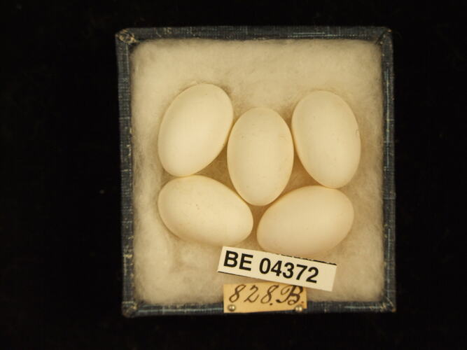Five bird eggs in box with specimen labels.