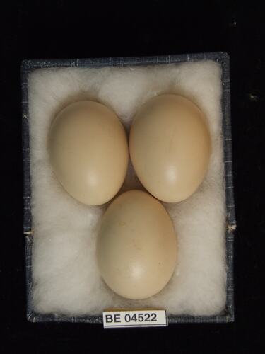 Three bird eggs with specimen labels in box.