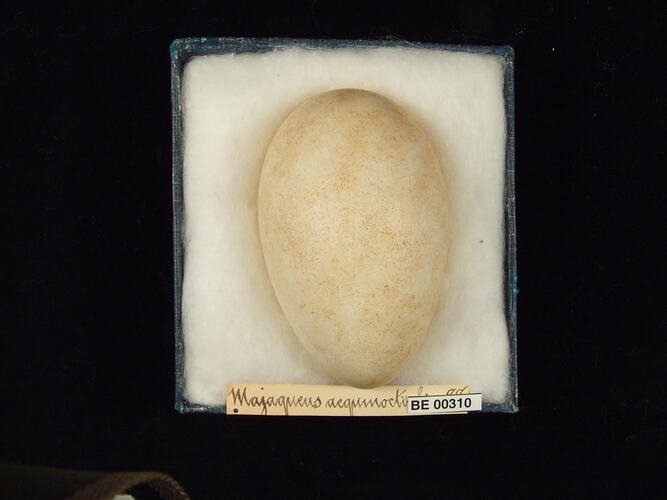 Bird egg in box with specimen labels.