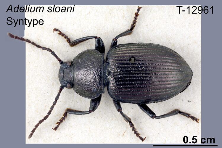 Beetle specimen, dorsal view.