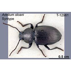 Beetle specimen, dorsal view.