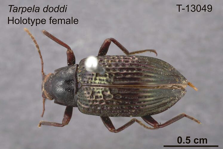 Beetle specimen, female, dorsal view.