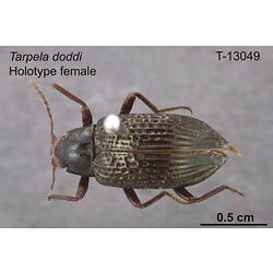 Beetle specimen, female, dorsal view.