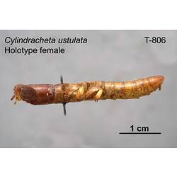 Sandgroper specimen, female, lateral view.