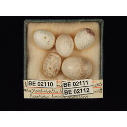 <em>Chrysococcyx basalis</em>