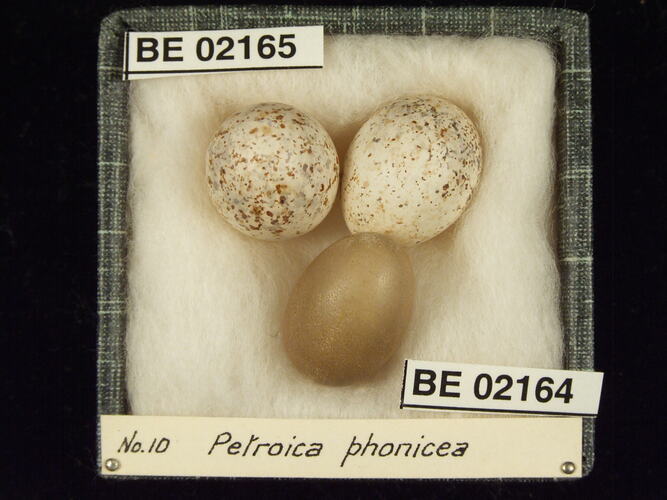 Three bird eggs with specimen labels in box.