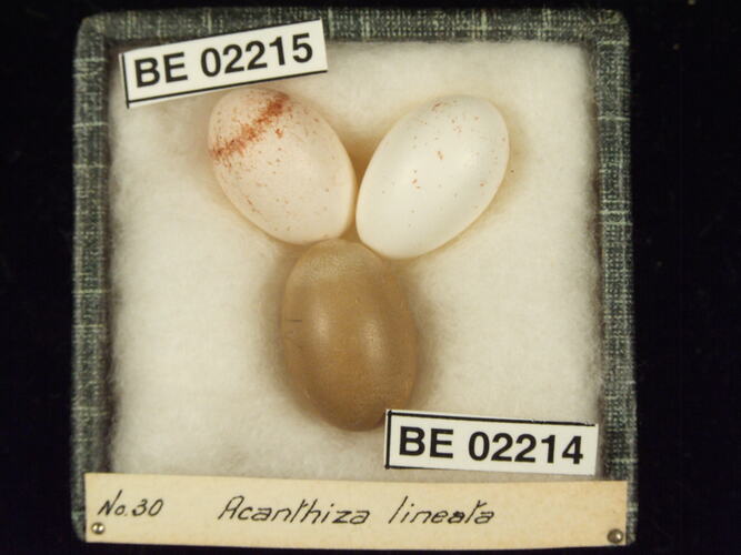 Three bird eggs with specimen labels in box.
