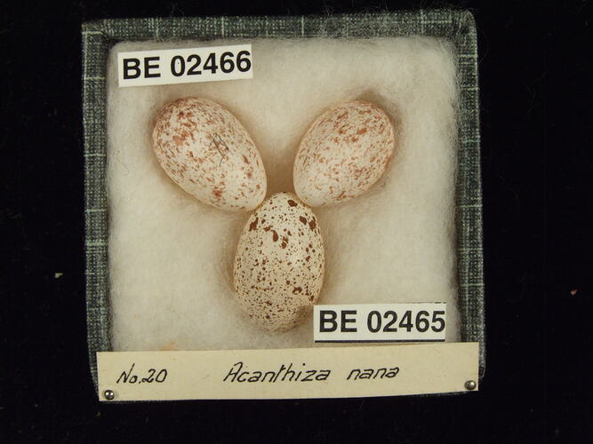 Three bird eggs with specimen labels in box.