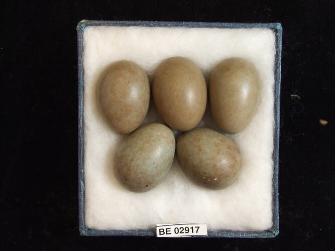 Five bird eggs with specimen label in box.