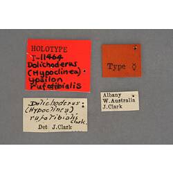 Entomology type specimen labels.