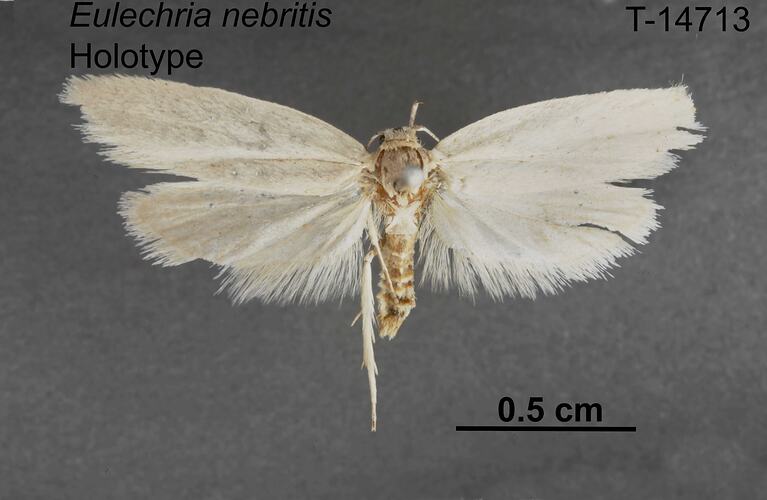 Moth specimen, dorsal view.