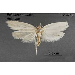 Moth specimen, dorsal view.