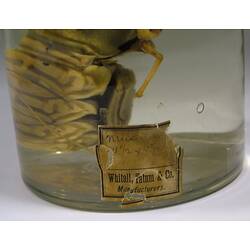 Detail of label on glass jar containing crustacean specimen.