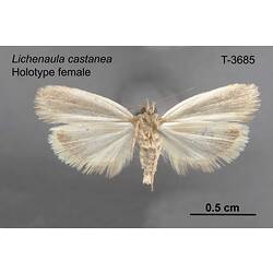 Moth specimen, female, ventral view.