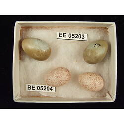 <em>Gerygone magnirostris magnirostris</em>