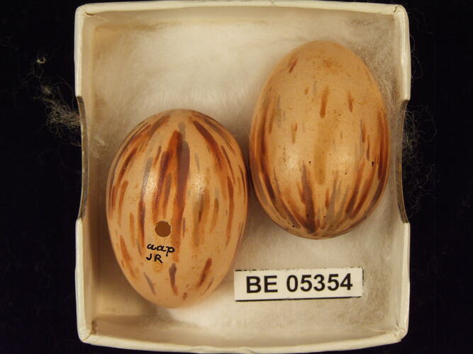 Two bird eggs with specimen label in box.