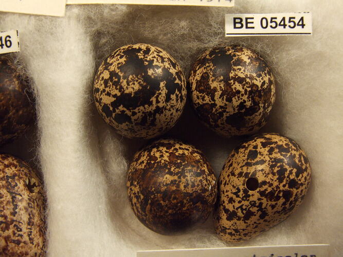 Close up of four bird eggs with specimen labels.