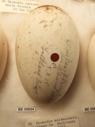 Close up of  bird egg in box.