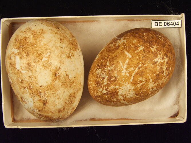 Two bird eggs with specimen label in box.