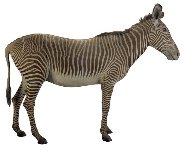 Mounted taxidermy specimen of a zebra.