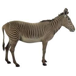 Mounted taxidermy specimen of a zebra.