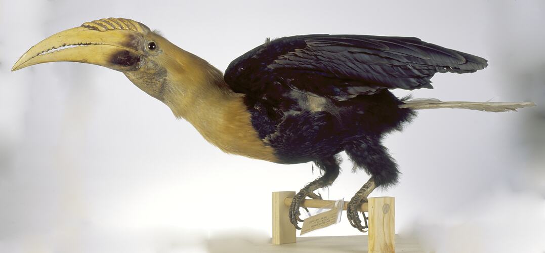 <em>Aceros plicatus dampieri</em>, Blyth's Hornbill, mount.  Registration no. 37177.