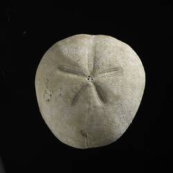 Dorsal view of fossil sea urchin test.