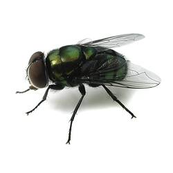 An Australian Sheep Blowfly photographed on a white background.