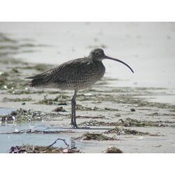 An Eastern Curlew standing on the sand on the water's edge.