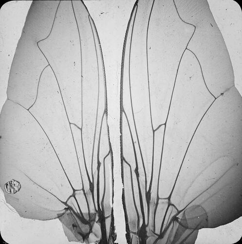 Lantern Slide - Cicada Wings, Australia, Date Unknown. [BA 1117]