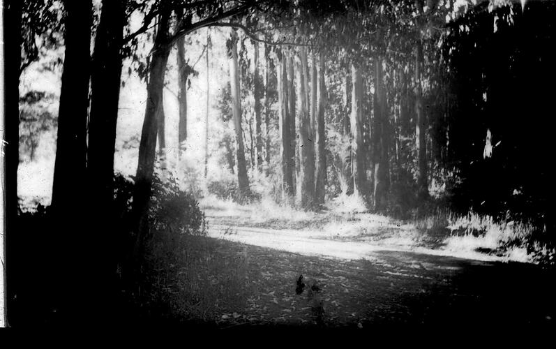Lantern Slide - Sherbrooke Forest, Dandenongs, Victoria, 1941. [BA 1780]
