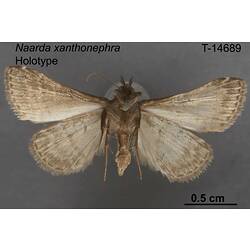 Moth specimen, ventral view.