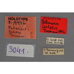 Entomology type specimen labels.