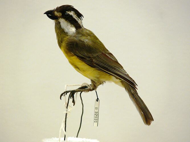 Yellow and brown taxidermied bird specimen.