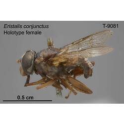 Fly specimen, female, lateral view.
