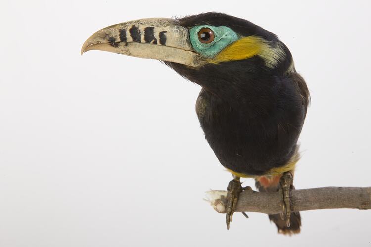 Toucan specimen with yellow beak with black bands.