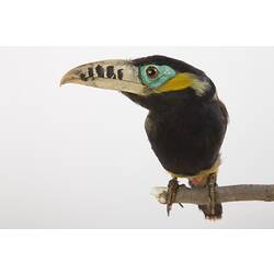 Toucan specimen with yellow beak with black bands.
